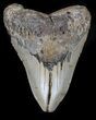 Bargain Megalodon Tooth - North Carolina #37346-1